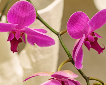 nuevos e-gift vouchers